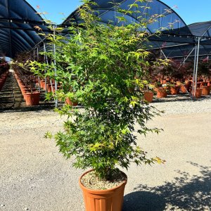Javor dlaňolistý (Acer palmatum) ´KATSURA´ - výška 150-170 cm, kont. C25L